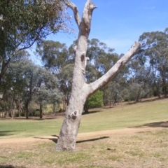 Eucalyptus sp. (dead tree) (Dead Hollow-bearing Eucalypt) at Federal Golf Course - 10 Nov 2019 by MichaelMulvaney