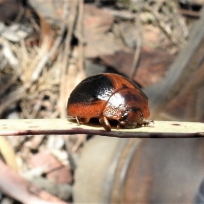 Dicranosterna immaculata (Acacia leaf beetle) at Mount Clear, ACT - 11 Nov 2019 by JohnBundock