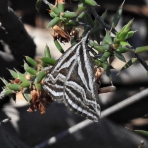 Dichromodes confluaria at Mount Clear, ACT - 11 Nov 2019 11:59 AM