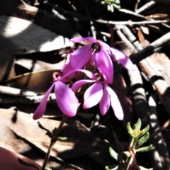 Tetratheca bauerifolia (Heath Pink-bells) at Mount Clear, ACT - 11 Nov 2019 by JohnBundock