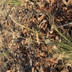 Austrostipa scabra (Corkscrew Grass, Slender Speargrass) at Weston, ACT - 10 Nov 2019 by AliceH
