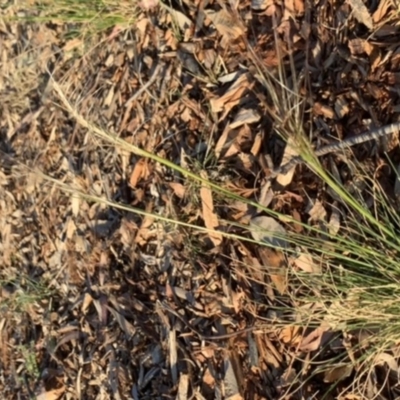 Austrostipa scabra (Corkscrew Grass, Slender Speargrass) at Fowles St. Woodland, Weston - 10 Nov 2019 by AliceH