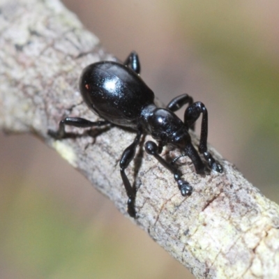 Rhynolaccus sp. (genus) (Rhynolaccus weevil) at Wonboyn, NSW - 10 Nov 2019 by Harrisi