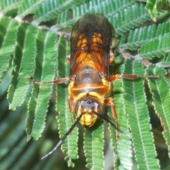 Catocheilus sp. (genus) at Manar, NSW - 9 Nov 2019