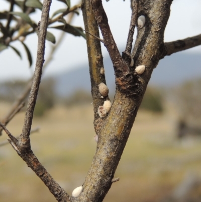 Phacelococcus bursaria (Blackthorn felted scale) at Lanyon - northern section - 2 Nov 2019 by michaelb