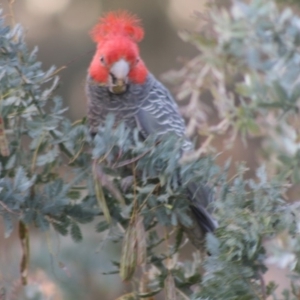 Callocephalon fimbriatum at Hughes, ACT - 11 Nov 2019