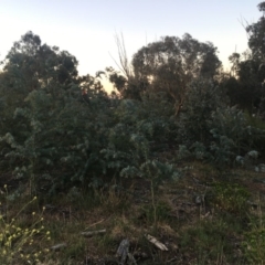 Callocephalon fimbriatum at Hughes, ACT - 11 Nov 2019