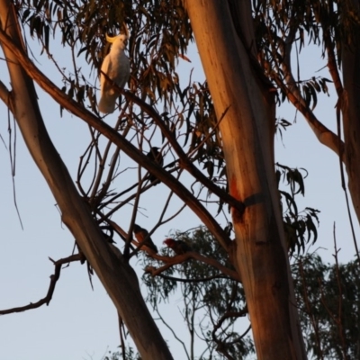 Callocephalon fimbriatum (Gang-gang Cockatoo) at Hughes, ACT - 11 Nov 2019 by LisaH