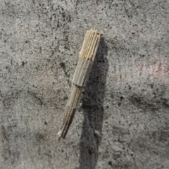 Lepidoscia arctiella (Tower Case Moth) at Lanyon - northern section - 2 Nov 2019 by michaelb