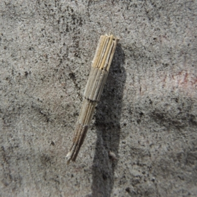 Lepidoscia arctiella (Tower Case Moth) at Lanyon - northern section - 2 Nov 2019 by michaelb