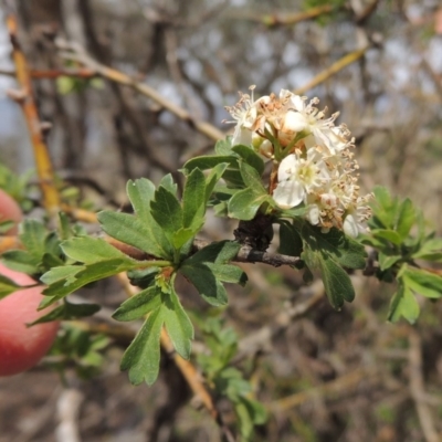 Crataegus monogyna (Hawthorn) at Lanyon - northern section - 2 Nov 2019 by michaelb