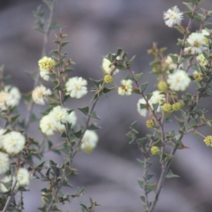 Acacia gunnii (Ploughshare Wattle) at Gundaroo, NSW - 30 Aug 2019 by Gunyijan