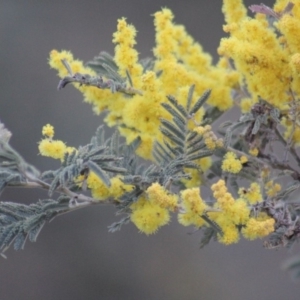 Acacia dealbata at Gundaroo, NSW - 30 Aug 2019 06:20 PM