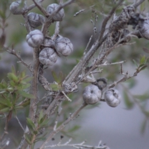 Leptospermum polygalifolium subsp. polygalifolium at Gundaroo, NSW - 27 Nov 2019