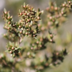 Leptospermum polygalifolium subsp. polygalifolium at Gundaroo, NSW - 27 Nov 2019