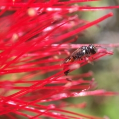 Hylaeus (Prosopisteron) littleri (Hylaeine colletid bee) at Yarralumla, ACT - 5 Nov 2019 by PeterA