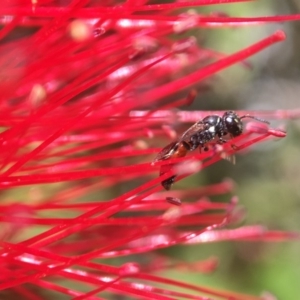 Hylaeus (Prosopisteron) littleri at Yarralumla, ACT - 5 Nov 2019