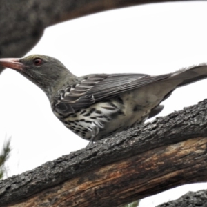 Oriolus sagittatus at Coree, ACT - 12 Nov 2019