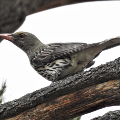 Oriolus sagittatus (Olive-backed Oriole) at Coree, ACT - 12 Nov 2019 by JohnBundock