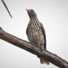 Oriolus sagittatus at Coree, ACT - 12 Nov 2019