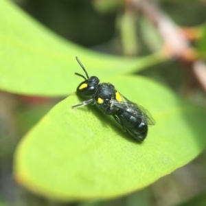 Hylaeus (Euprosopis) honestus at Yarralumla, ACT - 6 Nov 2019 11:54 AM