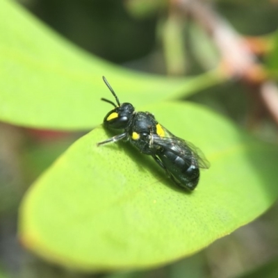 Hylaeus (Euprosopis) honestus (A hylaeine colletid bee) at Yarralumla, ACT - 6 Nov 2019 by PeterA