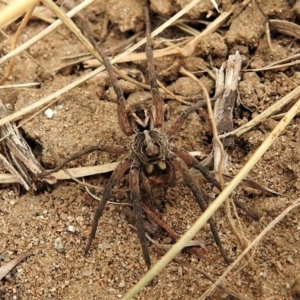 Tasmanicosa godeffroyi at Coree, ACT - 12 Nov 2019 12:14 PM