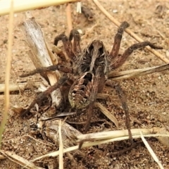 Tasmanicosa godeffroyi at Coree, ACT - 12 Nov 2019