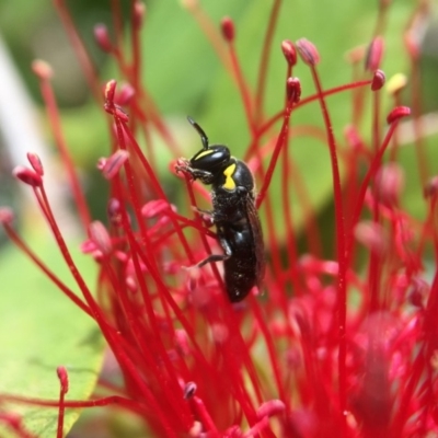 Hylaeus (Gnathoprosopis) amiculiformis (A masked bee) at Yarralumla, ACT - 5 Nov 2019 by PeterA