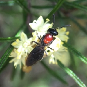 Lasioglossum (Callalictus) callomelittinum at Acton, ACT - 15 Sep 2019 12:58 PM