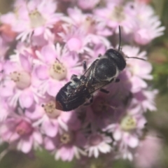 Megachile (Hackeriapis) canifrons at Acton, ACT - 6 Nov 2019 by PeterA