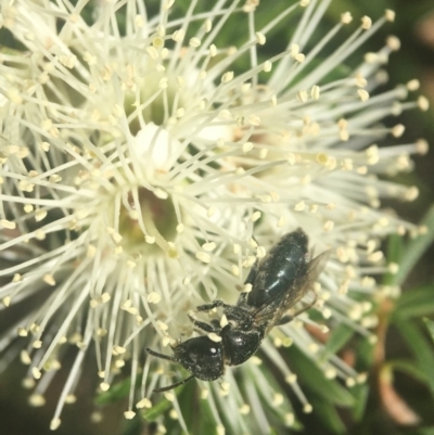 Euryglossa ephippiata (Saddleback Euryglossine Bee) at Acton, ACT - 6 Nov 2019 by PeterA