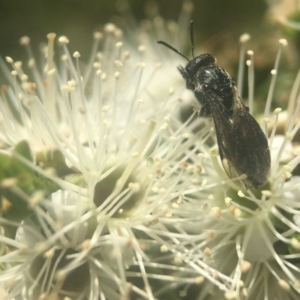 Euryglossa ephippiata at Acton, ACT - 6 Nov 2019