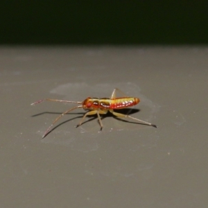 Miridae (family) at Acton, ACT - 8 Nov 2019