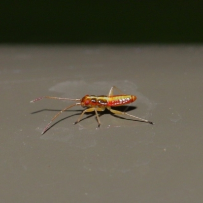 Miridae (family) (Unidentified plant bug) at Acton, ACT - 8 Nov 2019 by TimL