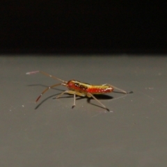 Miridae (family) at Acton, ACT - 8 Nov 2019