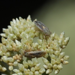Lygaeidae (family) (Seed bug) at ANBG - 8 Nov 2019 by TimL