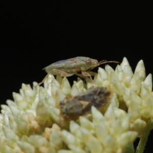 Lygaeidae (family) at Hackett, ACT - 8 Nov 2019