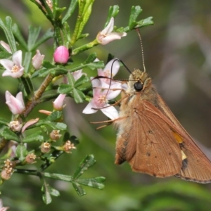 Hesperilla idothea at Acton, ACT - 8 Nov 2019 12:22 PM