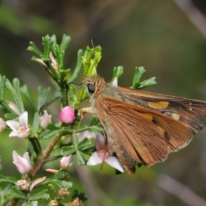 Hesperilla idothea at Acton, ACT - 8 Nov 2019