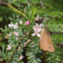 Hesperilla idothea at Acton, ACT - 8 Nov 2019 12:22 PM