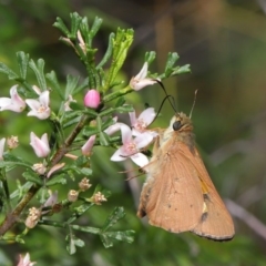 Hesperilla idothea at Acton, ACT - 8 Nov 2019 12:22 PM