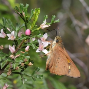 Hesperilla idothea at Acton, ACT - 8 Nov 2019 12:22 PM