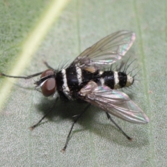Trigonospila sp. (genus) (A Bristle Fly) at Acton, ACT - 8 Nov 2019 by TimL