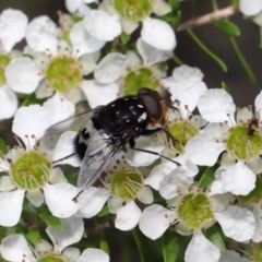 Amphibolia (Amphibolia) ignorata (A bristle fly) at Acton, ACT - 8 Nov 2019 by TimL