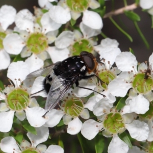 Amphibolia (Amphibolia) ignorata at Acton, ACT - 8 Nov 2019 12:27 PM