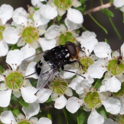 Amphibolia (Amphibolia) ignorata (A bristle fly) at Acton, ACT - 8 Nov 2019 by TimL