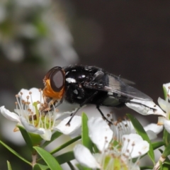 Amphibolia (Amphibolia) ignorata at Acton, ACT - 8 Nov 2019 12:27 PM