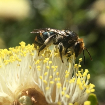 Lipotriches (Austronomia) australica at Acton, ACT - 22 Oct 2019 by PeterA