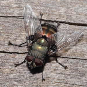 Rutilia (Donovanius) sp. (genus & subgenus) at Acton, ACT - 8 Nov 2019 12:41 PM